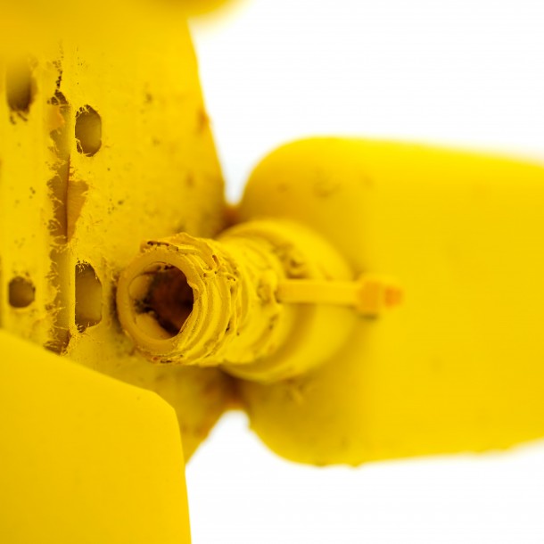 PESCIOLINO GIALLO